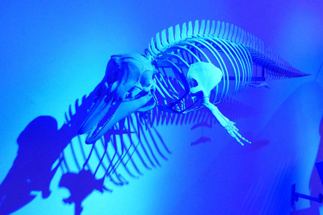 Zoologisches Museum: Skelett eines Fisches