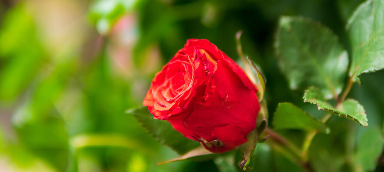 rote Rose von Nahem